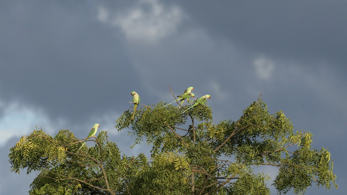 Alexandrine Parakeet - ML644090794