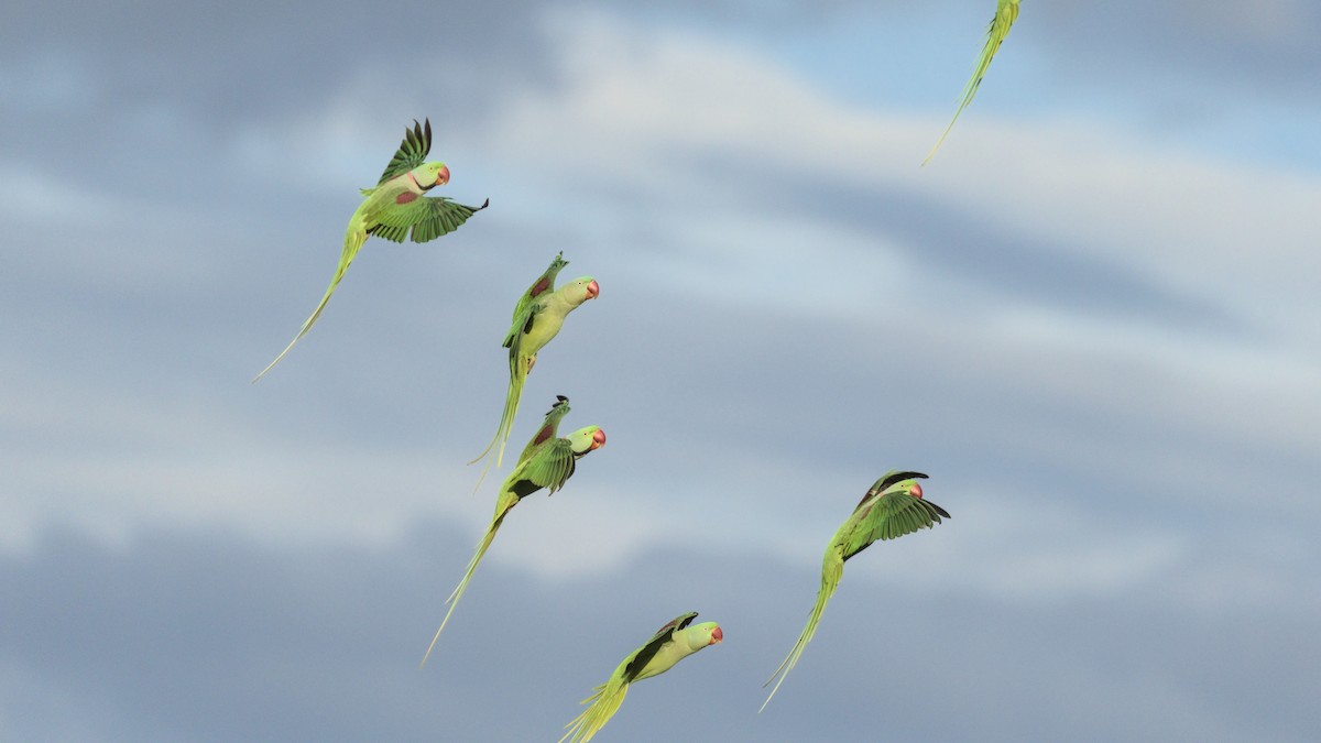 Alexandrine Parakeet - ML644090795