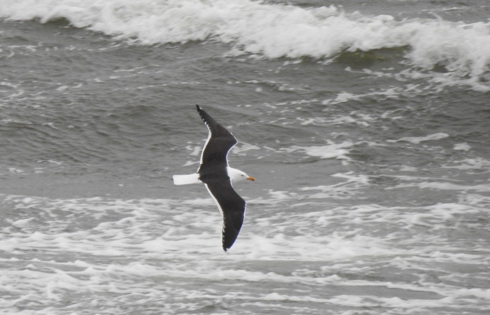 Lesser Black-backed Gull (fuscus) - ML644090797