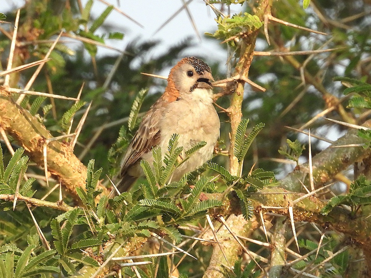 Speckle-fronted Weaver - ML644090798