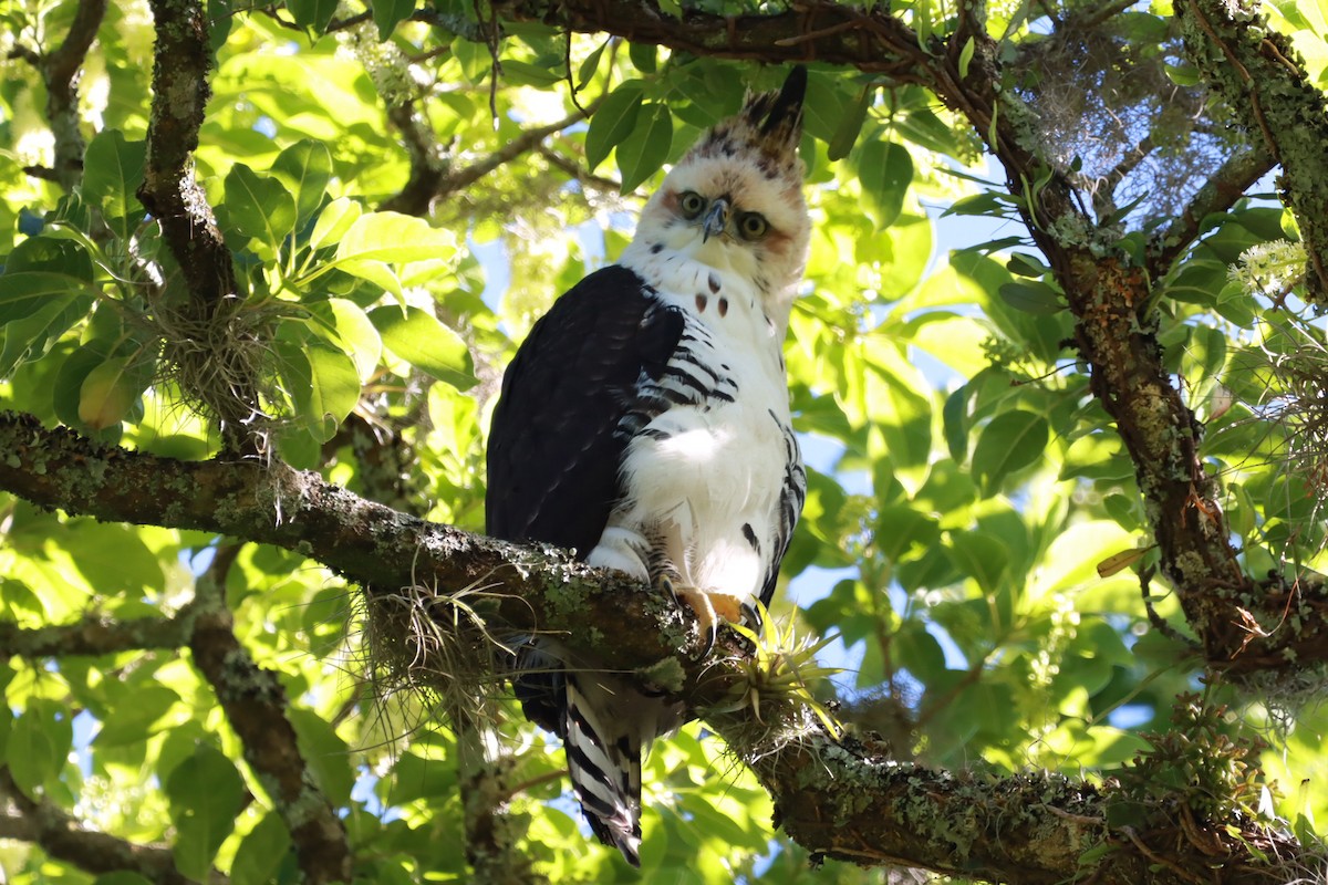 Ornate Hawk-Eagle - ML644090803