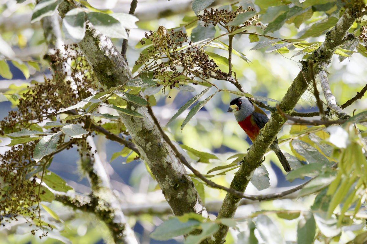 Toucan Barbet - ML644090810