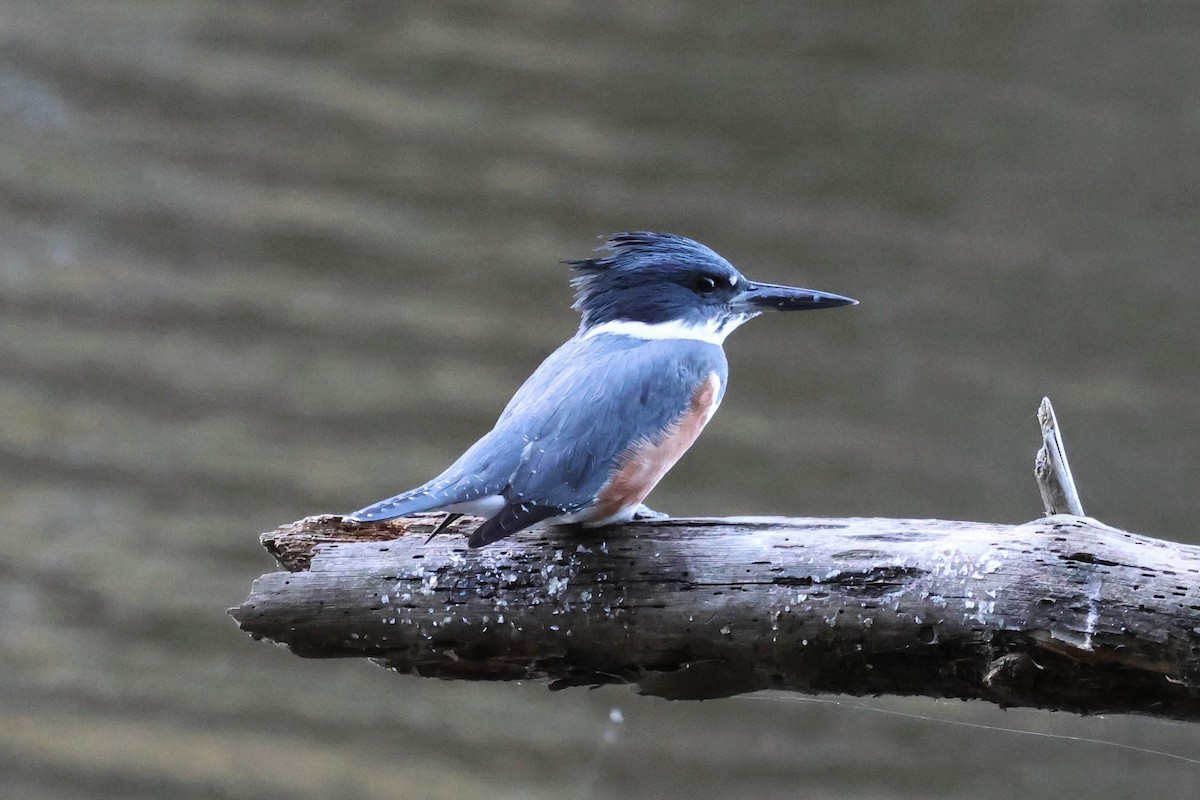 Belted Kingfisher - ML644090813