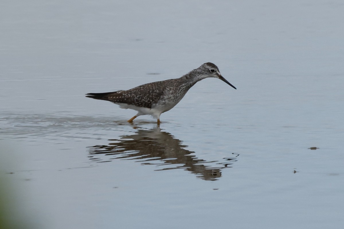 Lesser Yellowlegs - ML644090814