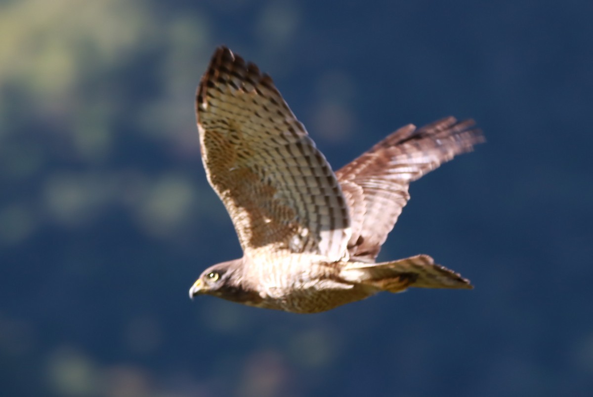 Roadside Hawk - ML644090847