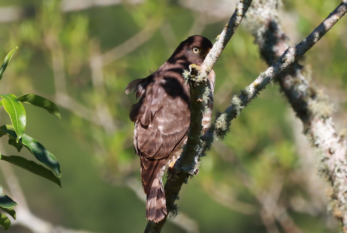 Roadside Hawk - ML644090848