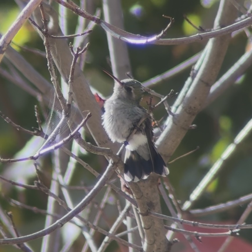Broad-billed Hummingbird - ML644090853
