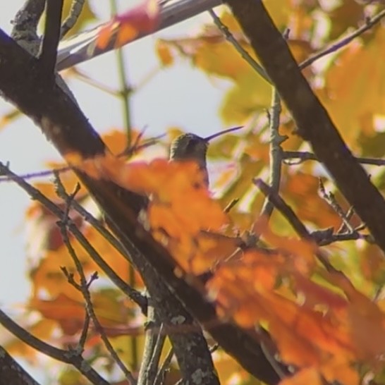 Broad-billed Hummingbird - ML644090854