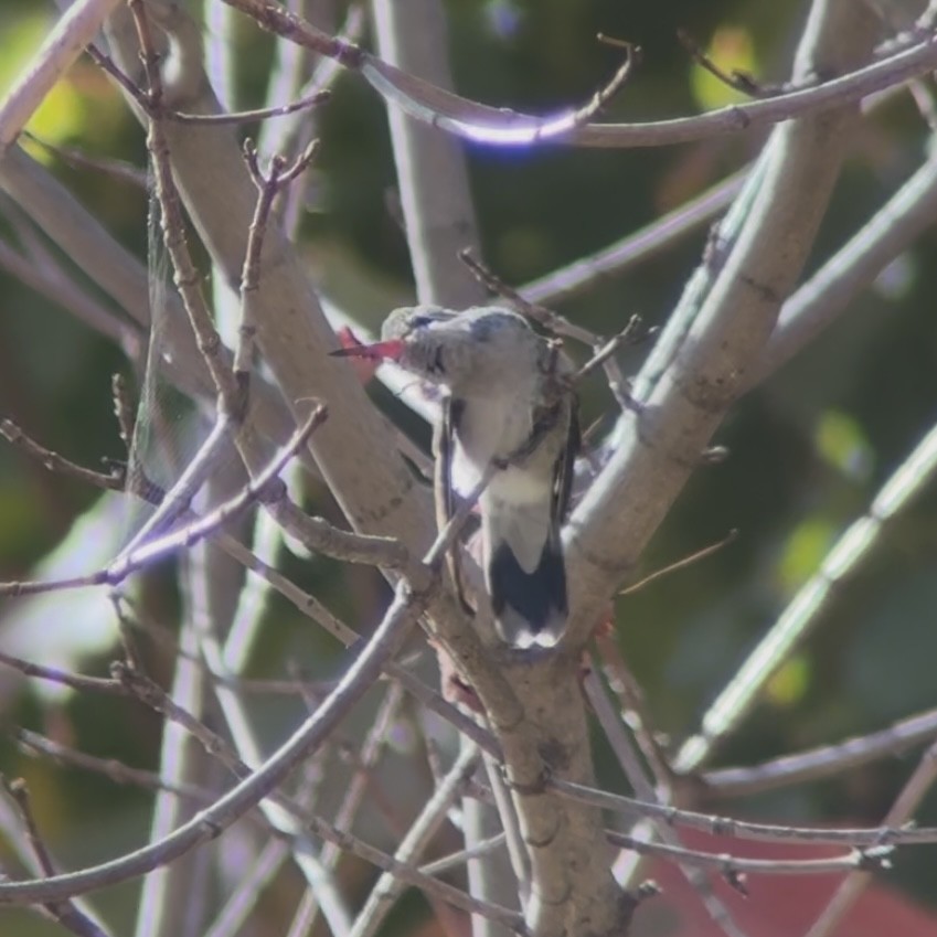 Broad-billed Hummingbird - ML644090855