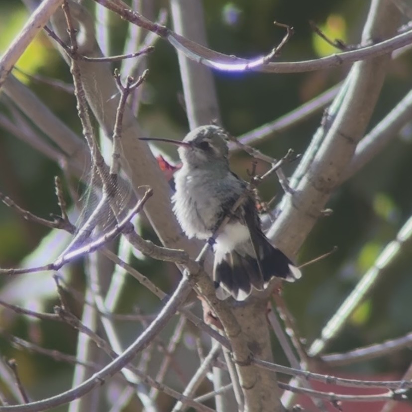 Broad-billed Hummingbird - ML644090856
