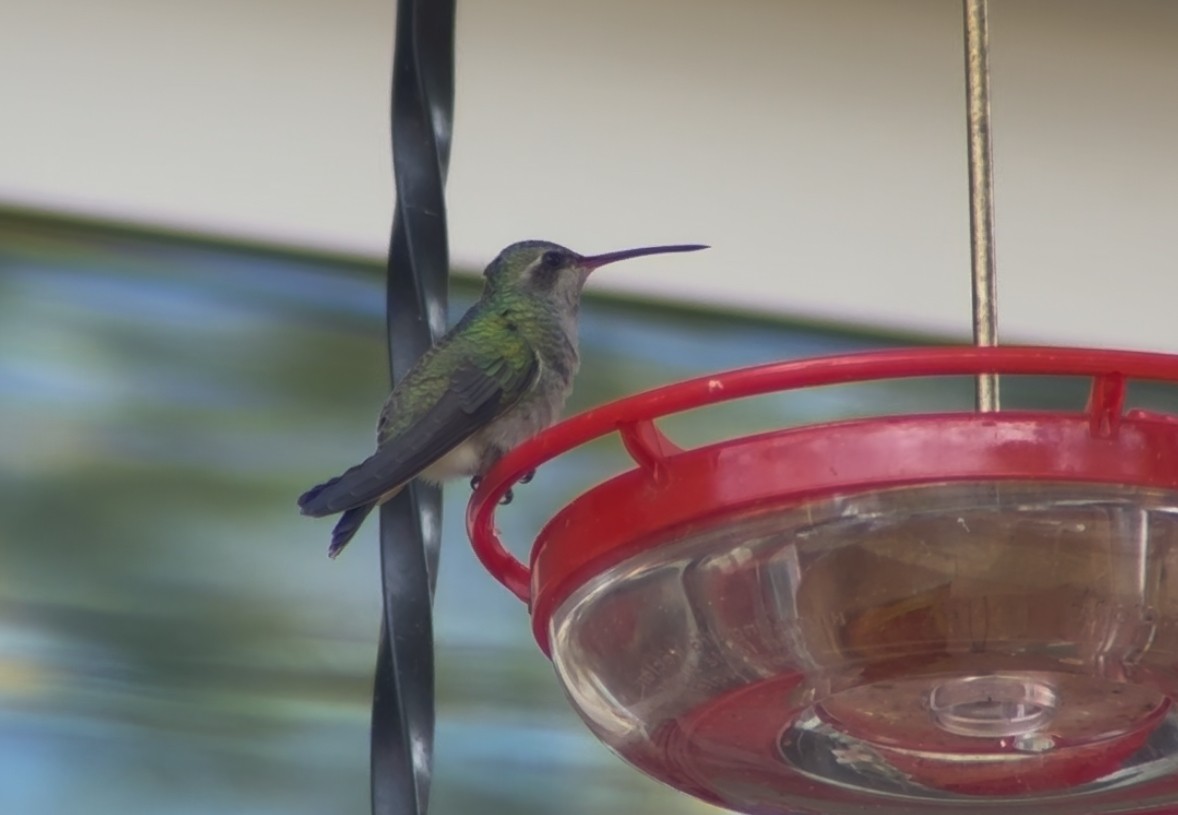 Broad-billed Hummingbird - ML644090857