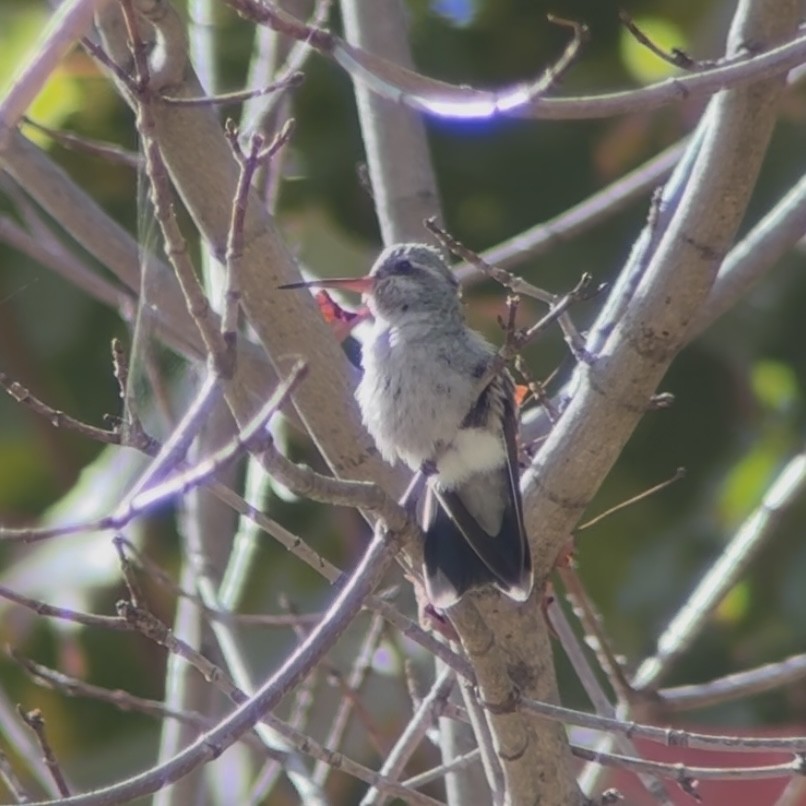 Broad-billed Hummingbird - ML644090858