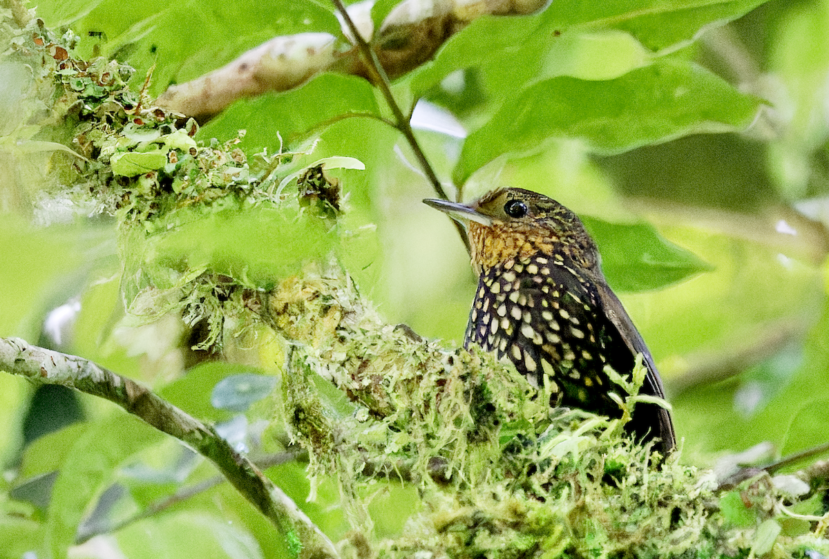 Spotted Barbtail - ML644090859