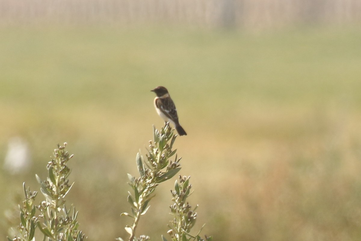 Трав'янка білошия - ML644090870