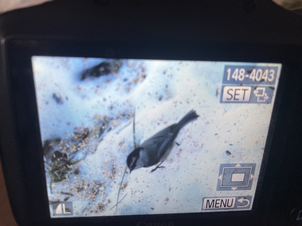 Mountain Chickadee - ML644090879