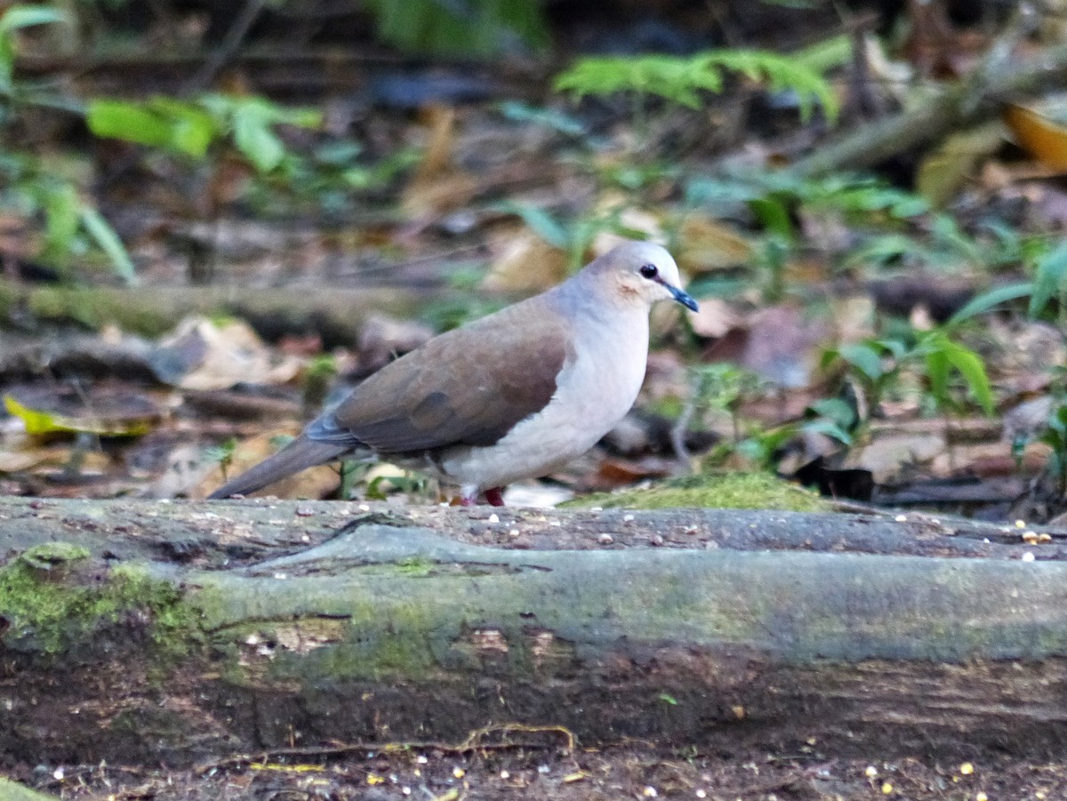 gråpannedue - ML644090889