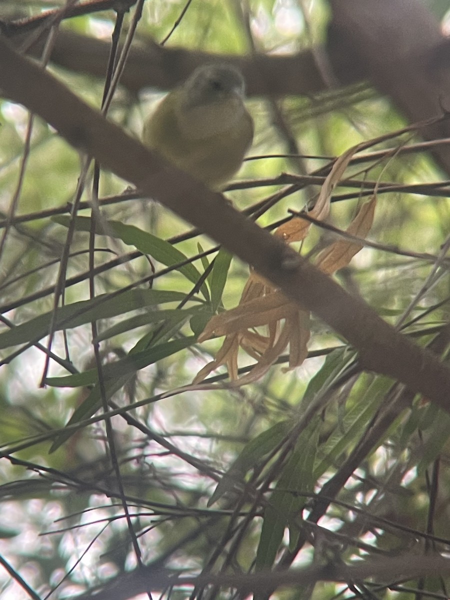 Orange-crowned Warbler (Gray-headed) - ML644090890