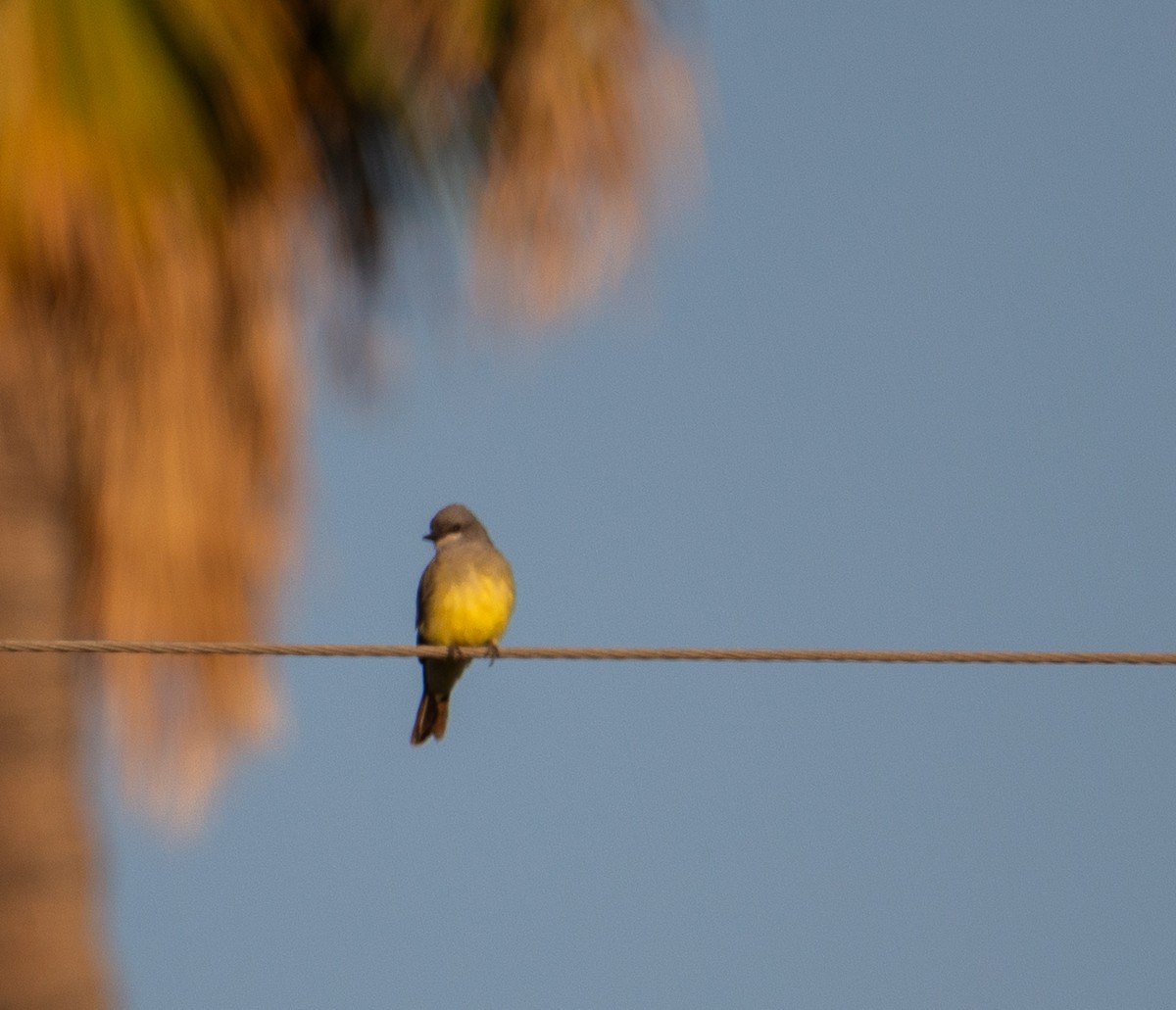 Cassin's Kingbird - ML644090906