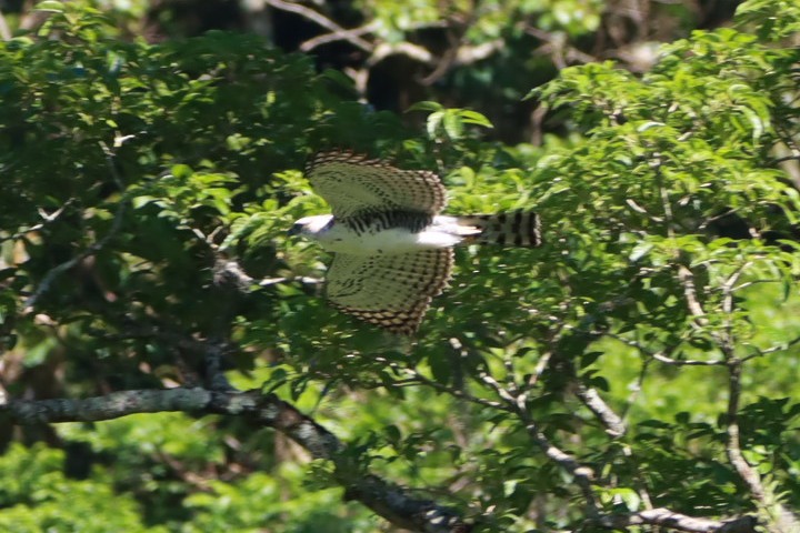 Ornate Hawk-Eagle - ML644090908