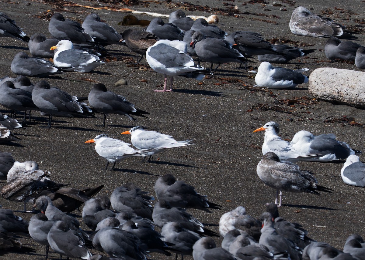 Royal Tern - ML644090910