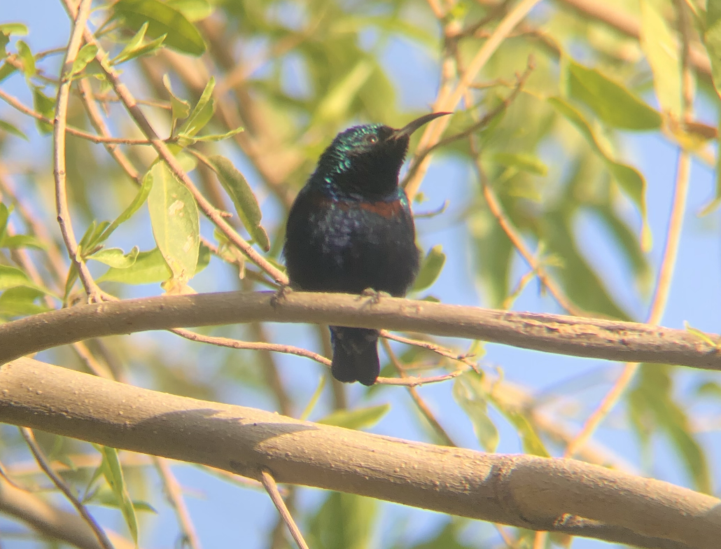 Purpurnektarvogel - ML644090911