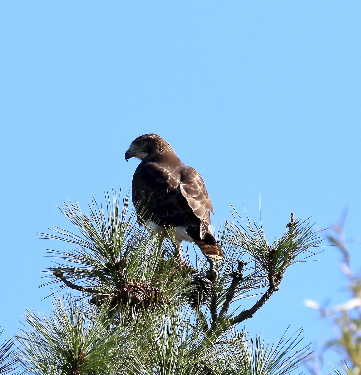 Red-tailed Hawk - ML644090914