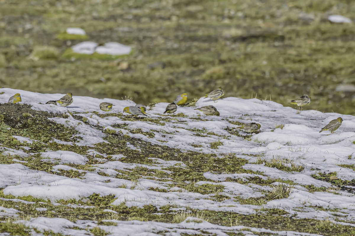 Bright-rumped Yellow-Finch - ML644090920