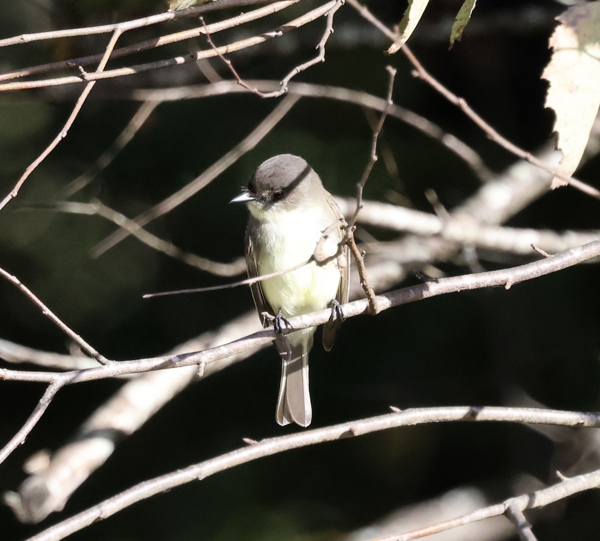 Eastern Phoebe - ML644090921