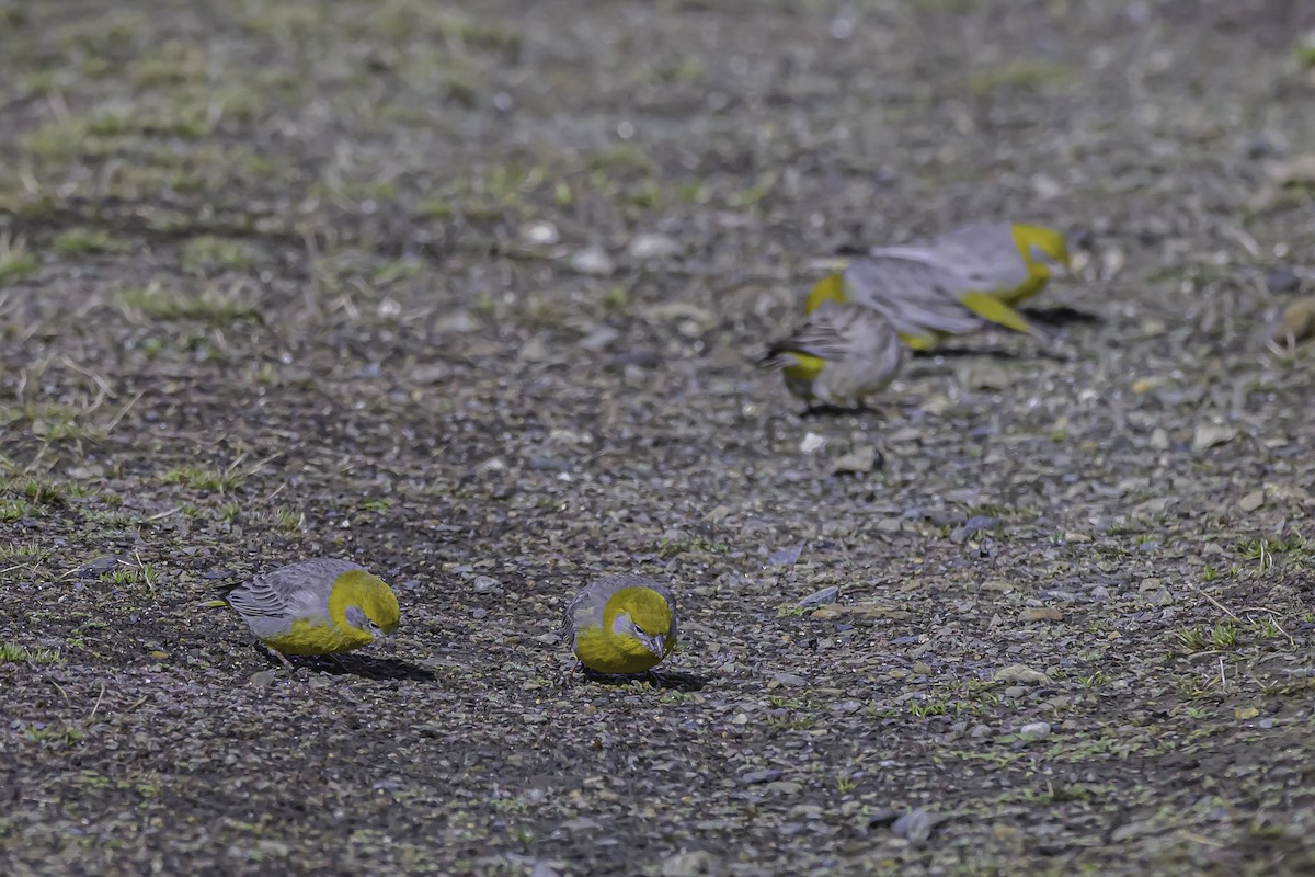 Bright-rumped Yellow-Finch - ML644090923