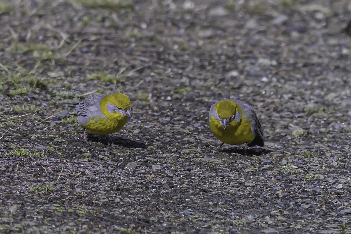 Bright-rumped Yellow-Finch - ML644090926