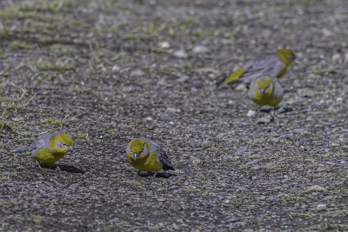 Bright-rumped Yellow-Finch - ML644090932