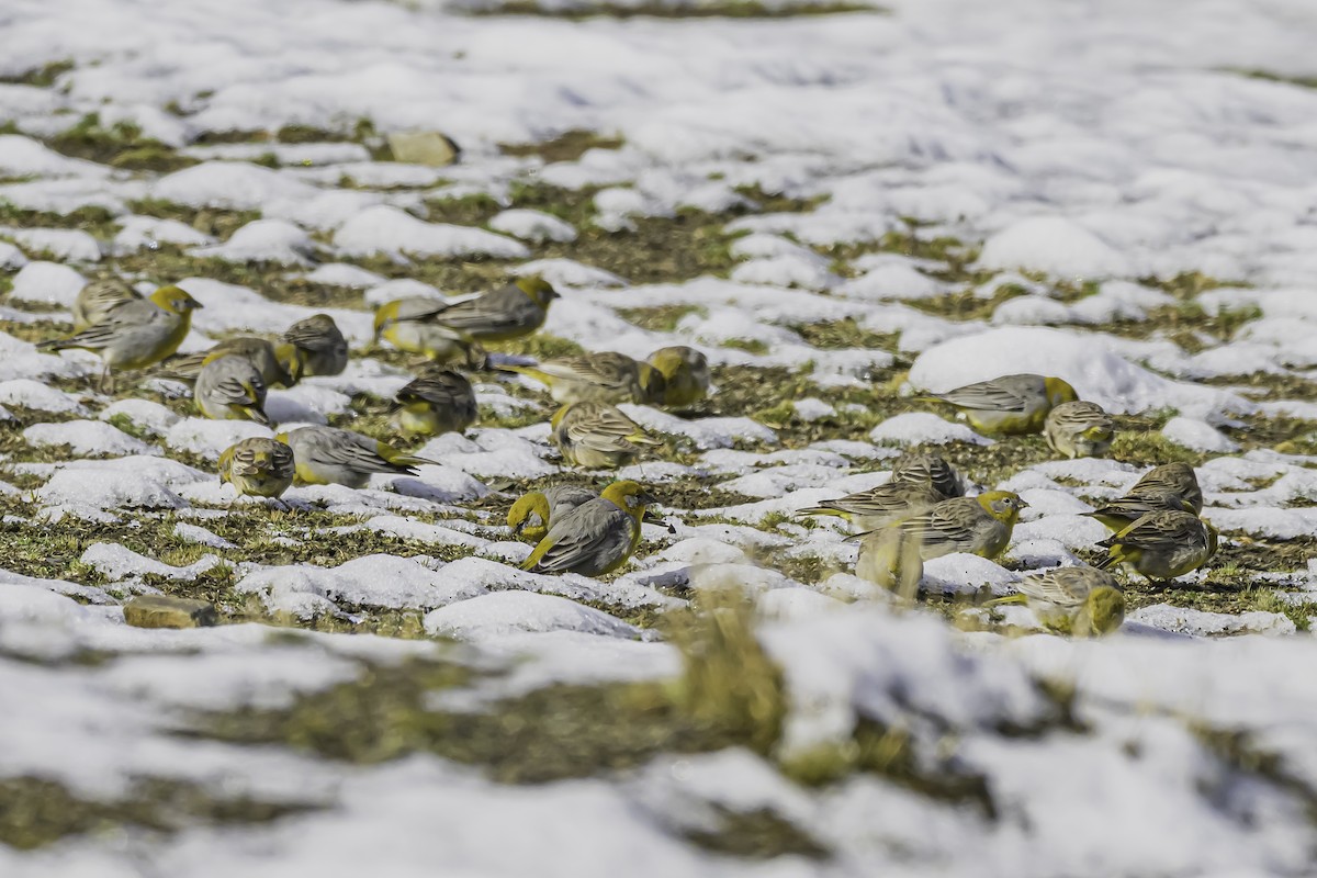 Bright-rumped Yellow-Finch - ML644090934