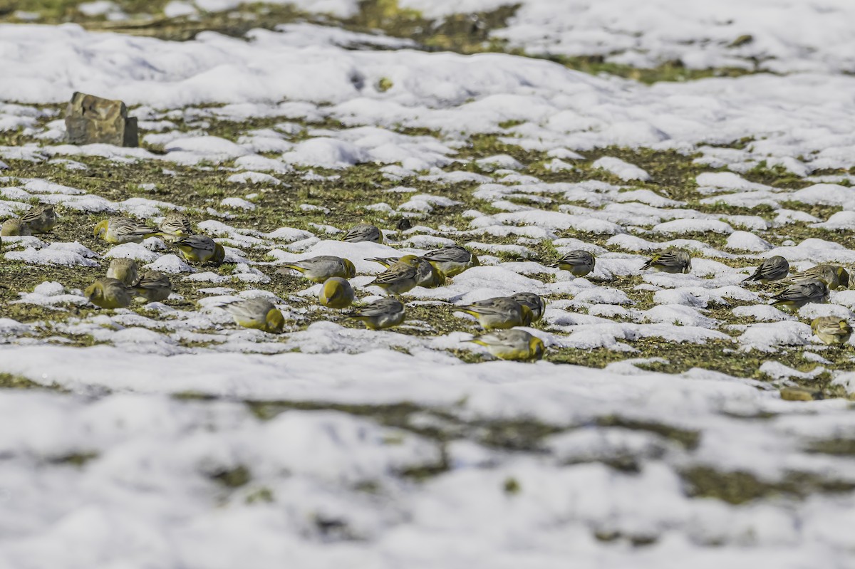 Bright-rumped Yellow-Finch - ML644090936