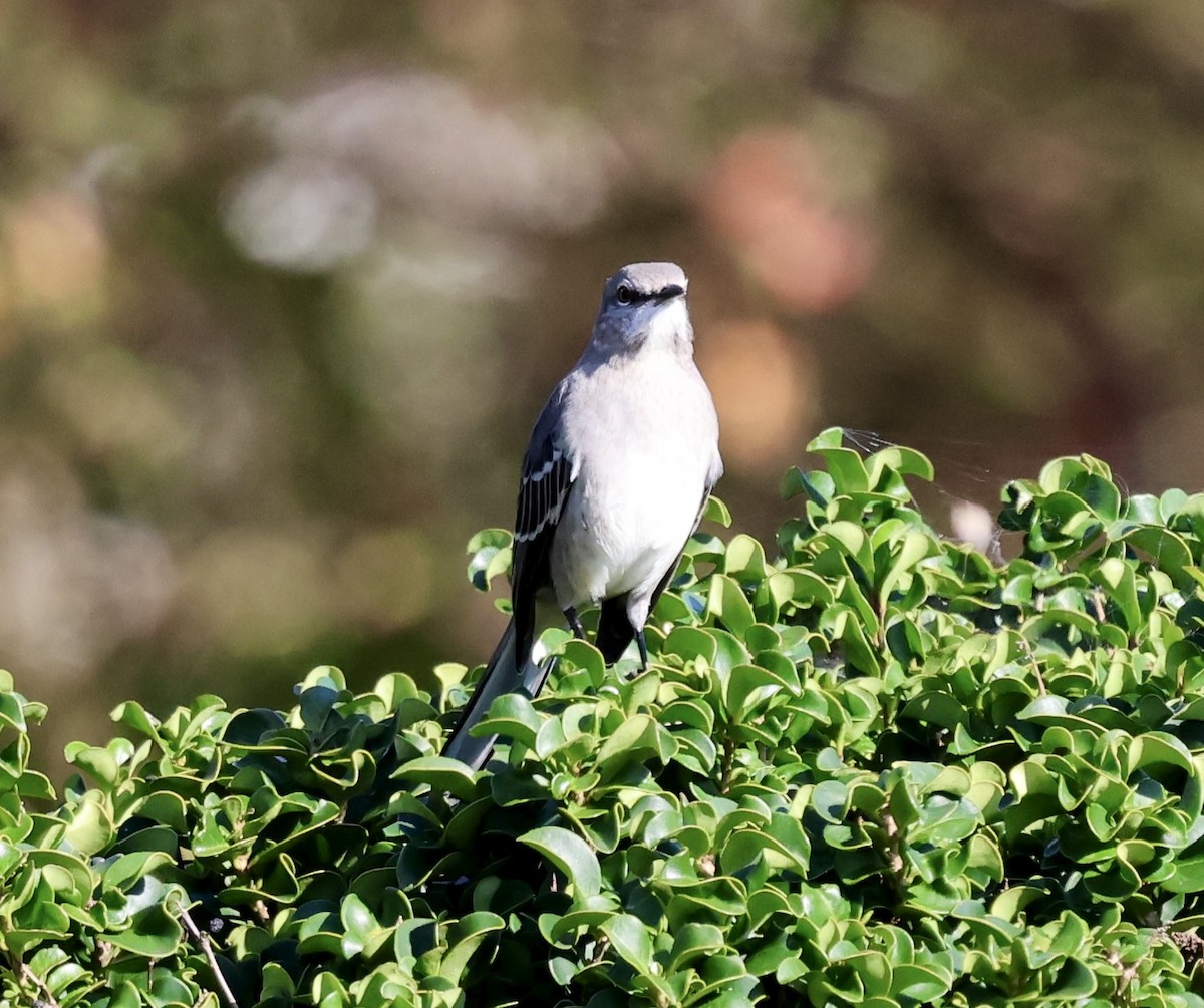 Northern Mockingbird - ML644090940