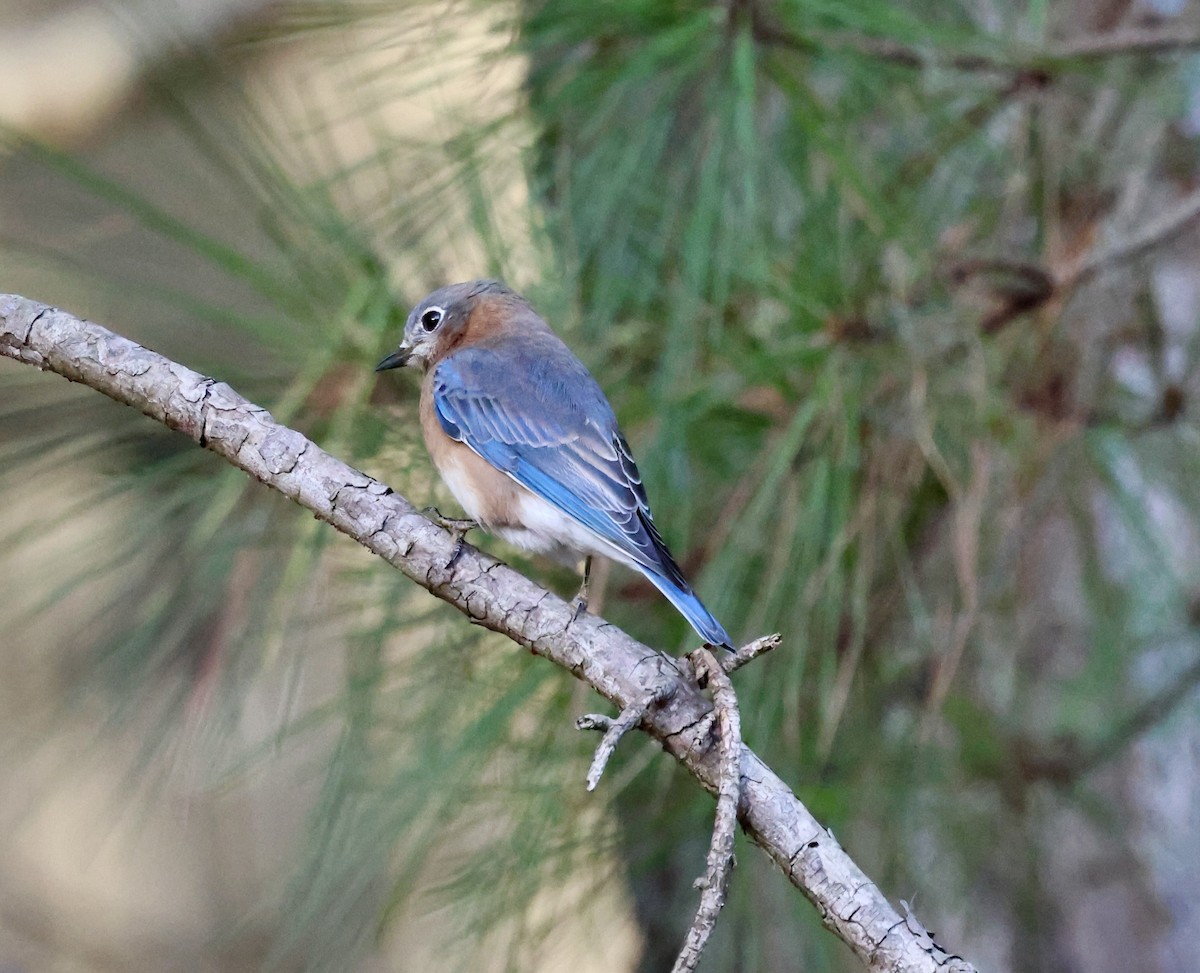 Eastern Bluebird - ML644090951