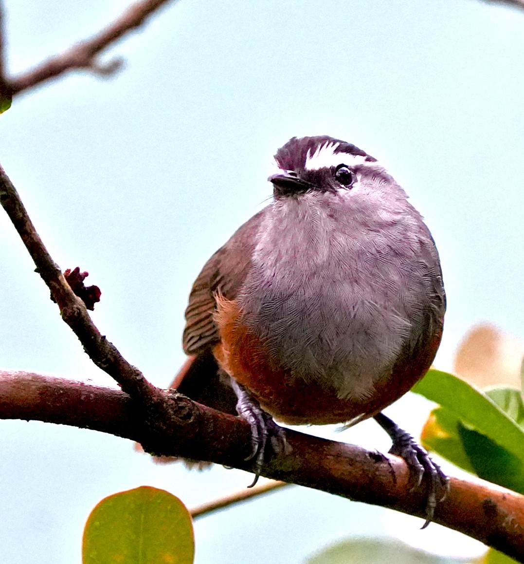Palani Laughingthrush - ML644090961
