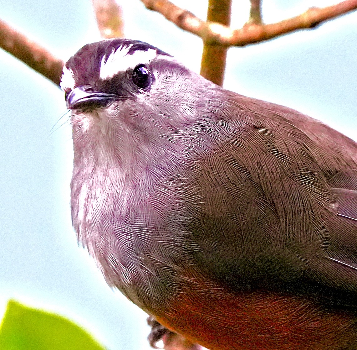 Palani Laughingthrush - ML644090962