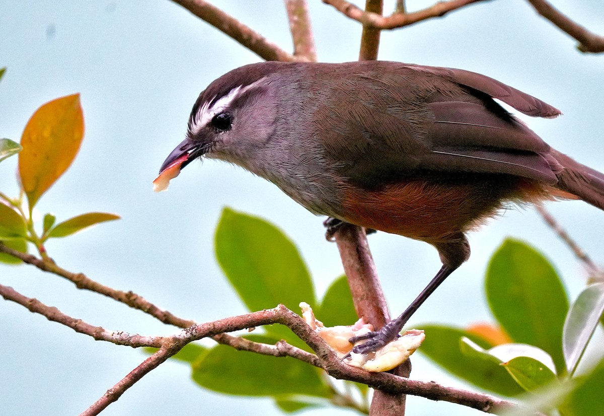 Palani Laughingthrush - ML644090963