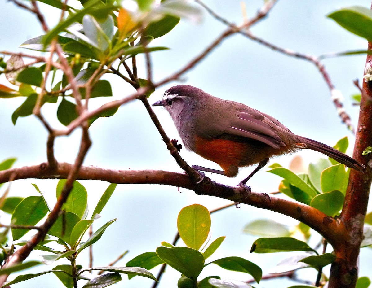 Palani Laughingthrush - ML644090964