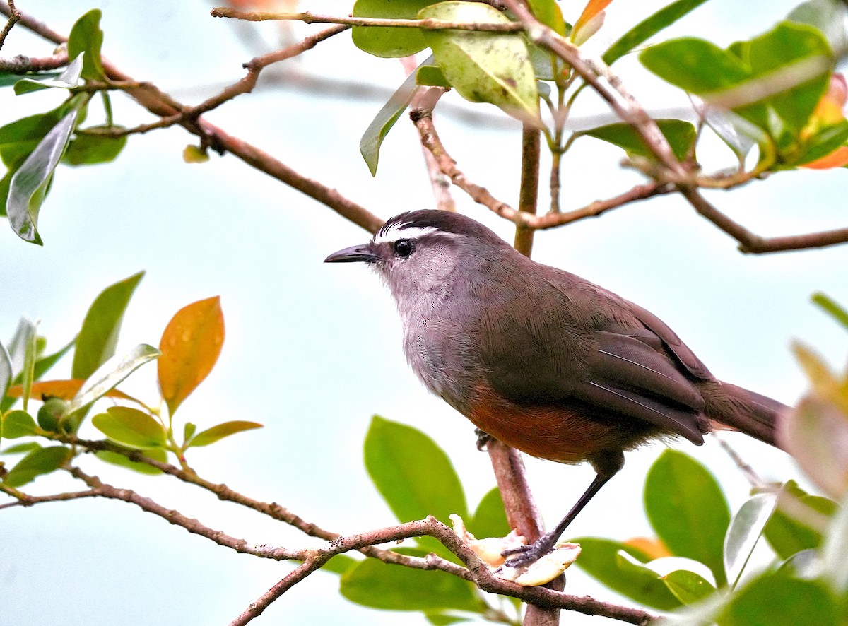 Palani Laughingthrush - ML644090965