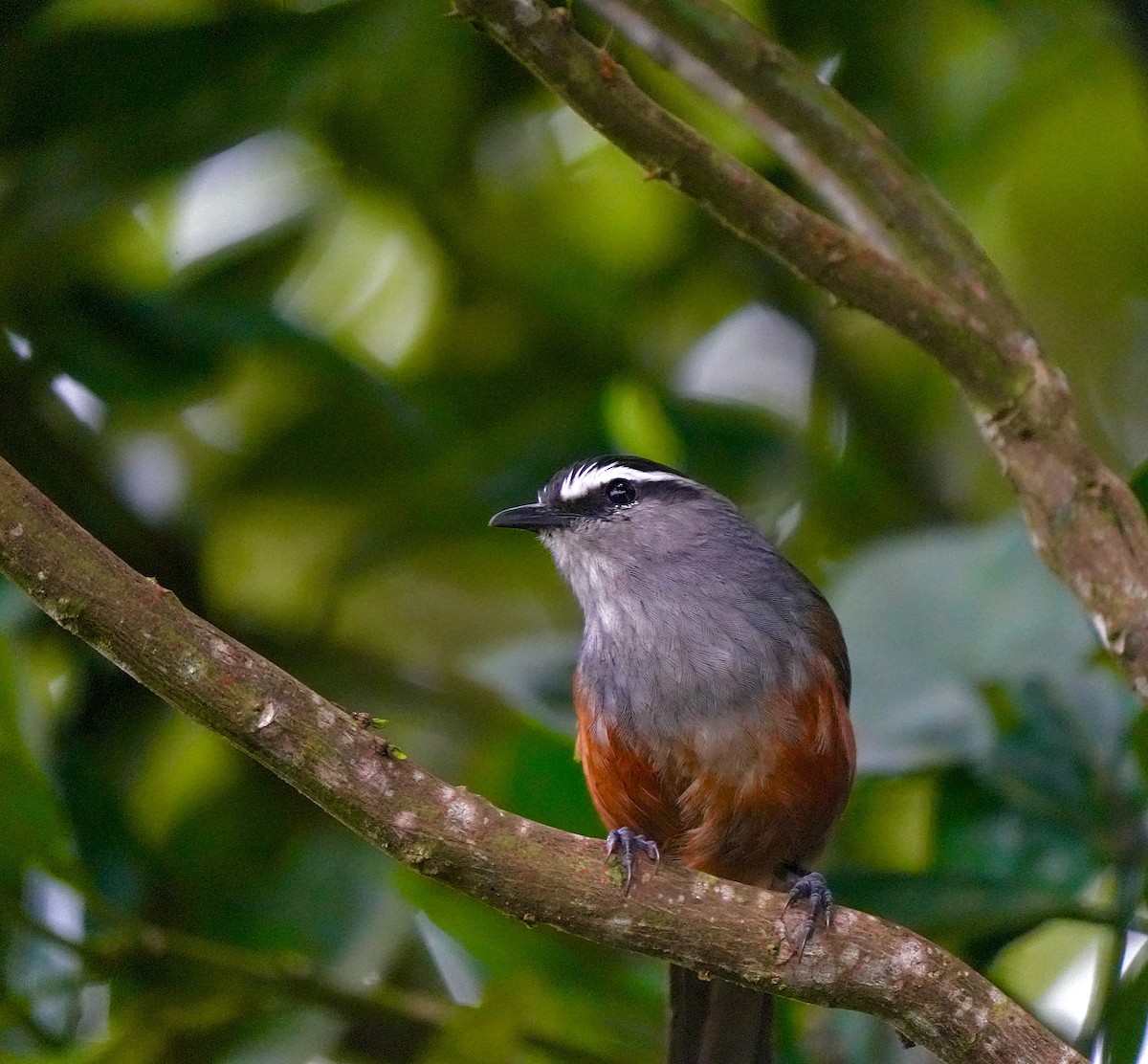 Palani Laughingthrush - ML644090966