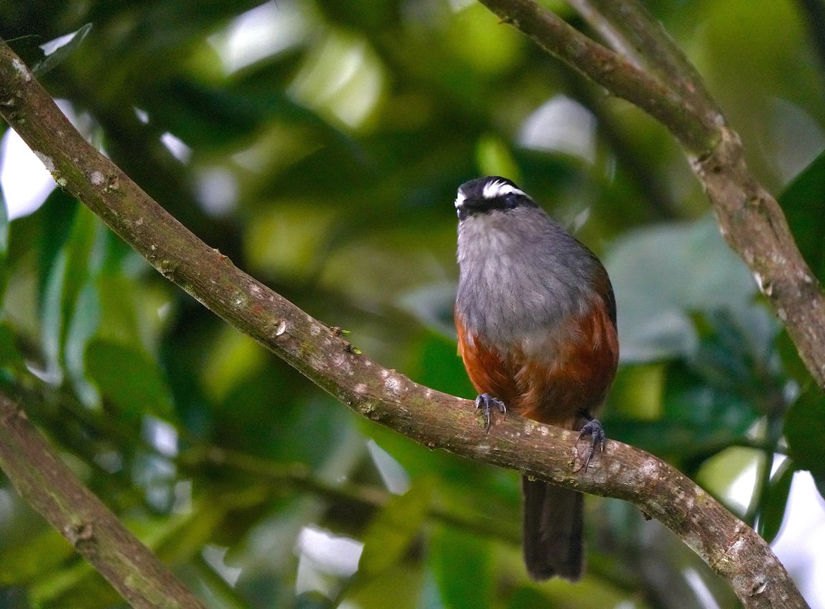Palani Laughingthrush - ML644090967