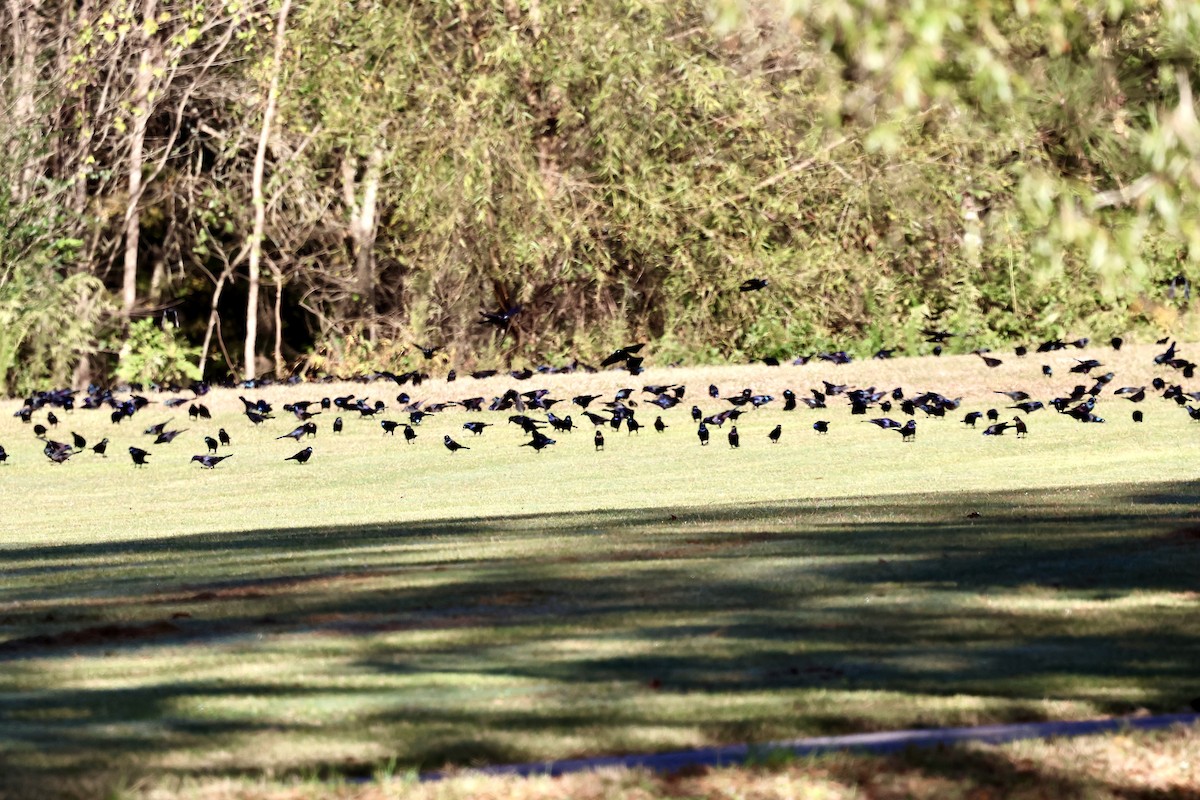 Common Grackle - ML644090970