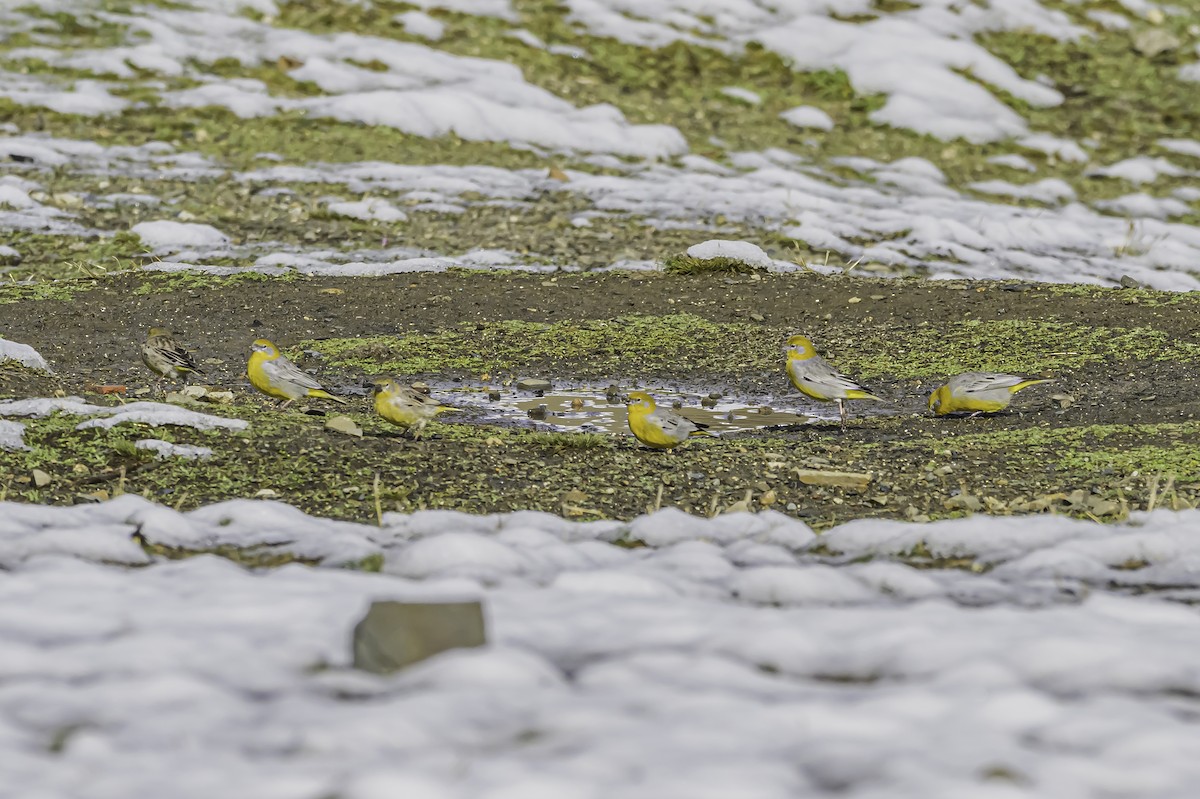Bright-rumped Yellow-Finch - ML644090981