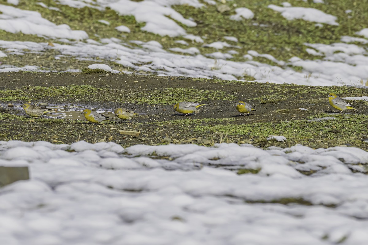 Bright-rumped Yellow-Finch - ML644090984