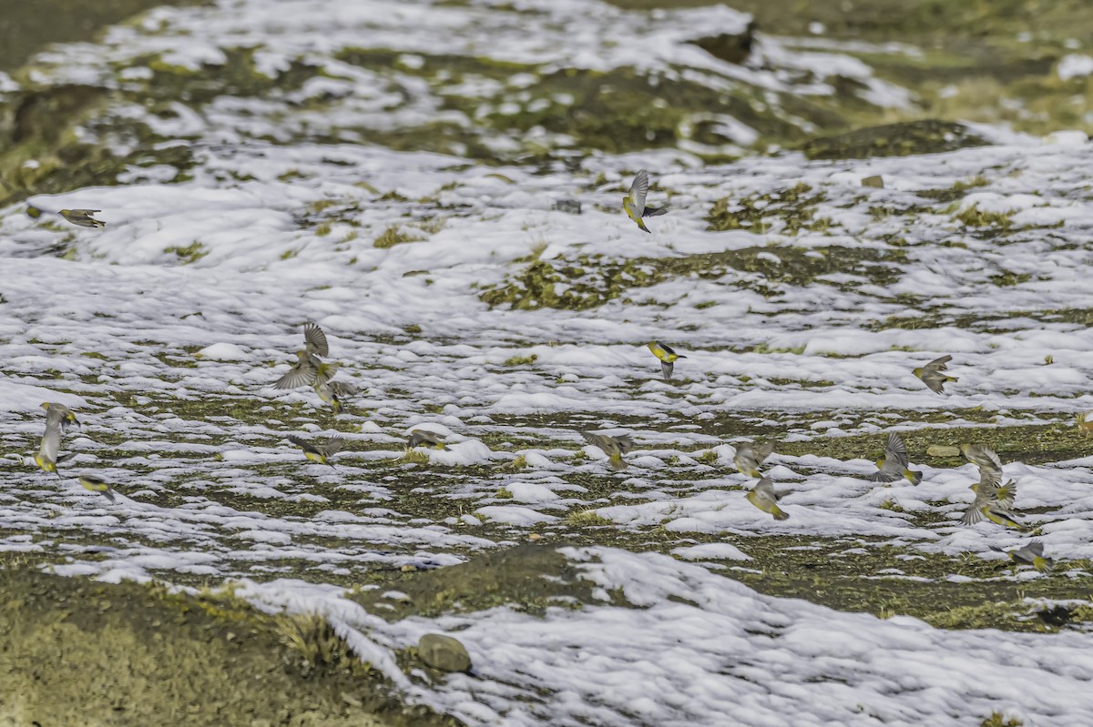 Bright-rumped Yellow-Finch - ML644090985