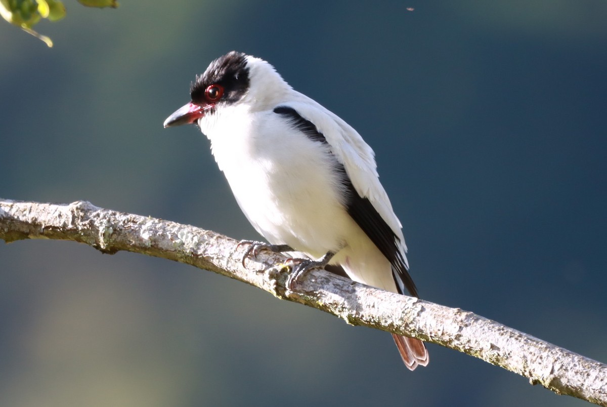 Black-tailed Tityra - ML644090987