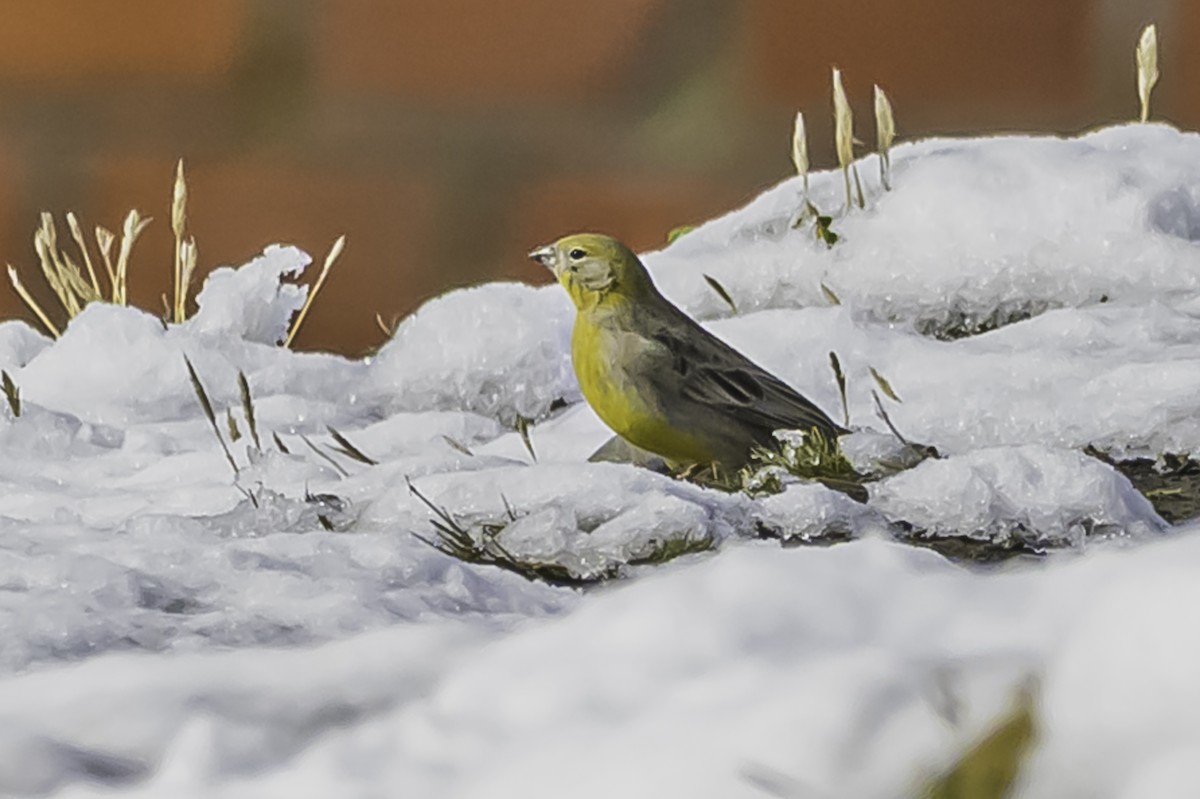 Bright-rumped Yellow-Finch - ML644090988