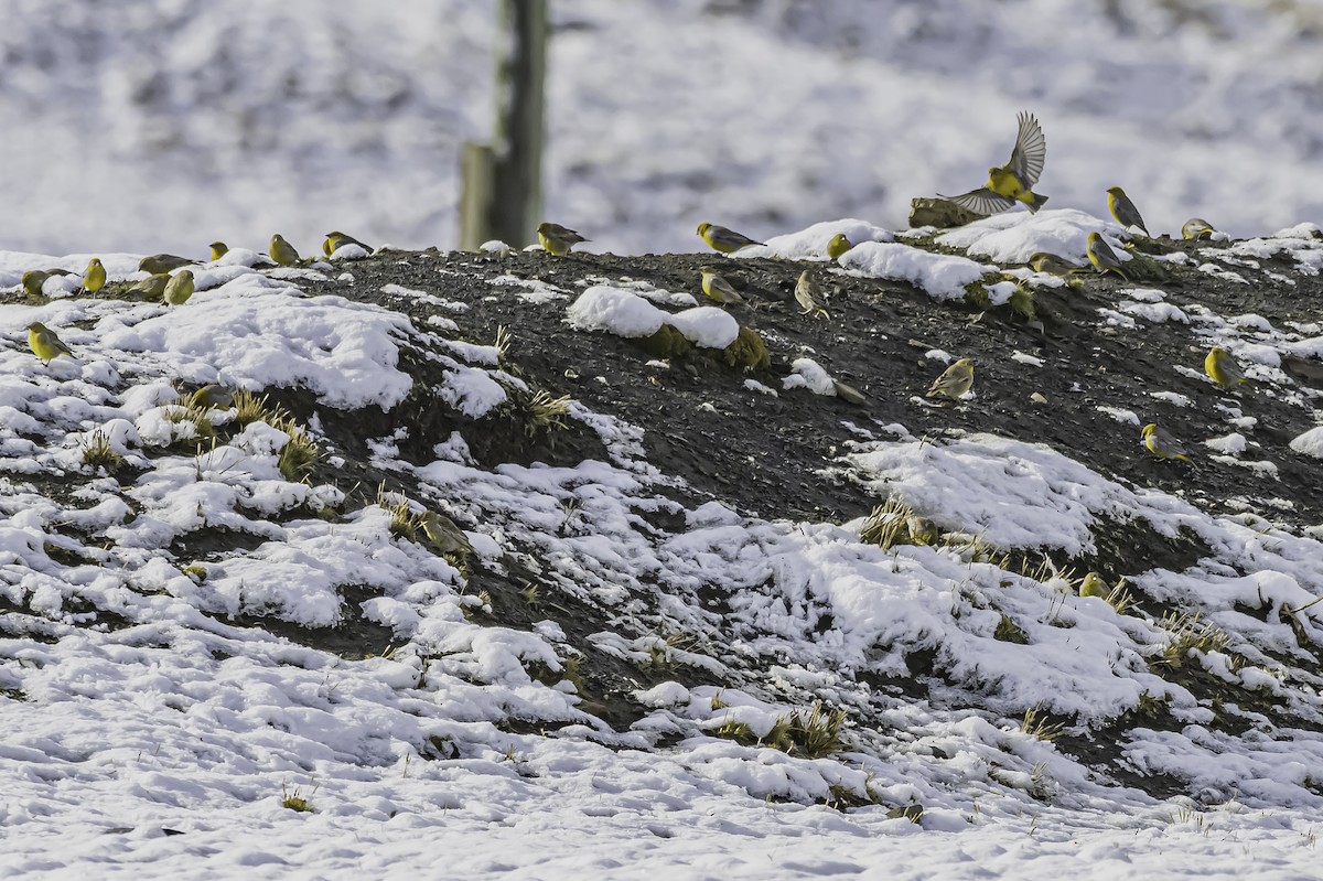 Bright-rumped Yellow-Finch - ML644090990