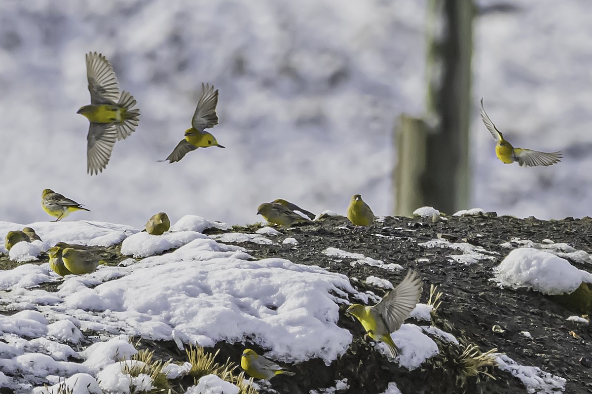 Bright-rumped Yellow-Finch - ML644090992
